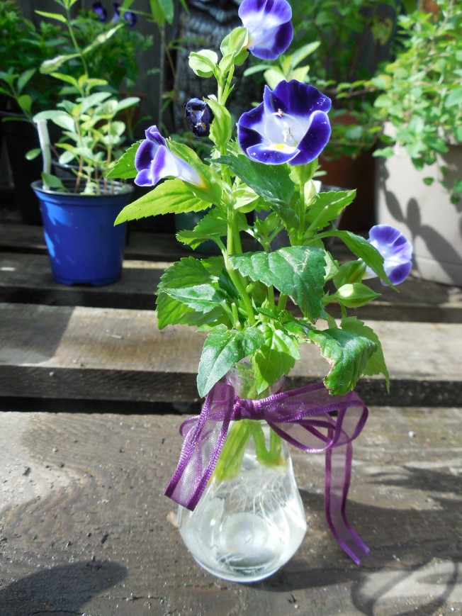 Torenia rooted in water