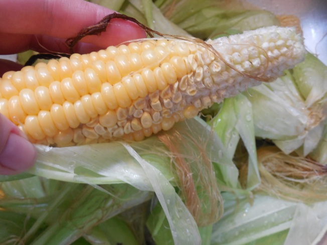 incomplete corn pollination